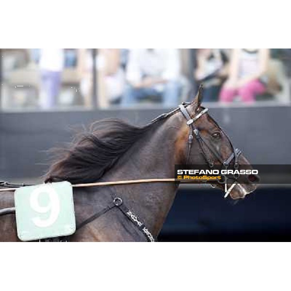 Nadir Kronos warming up before the Gran Premio d\'Europa Milan- San Siro racetrack, 25th april 2011 ph.Stefano Grasso