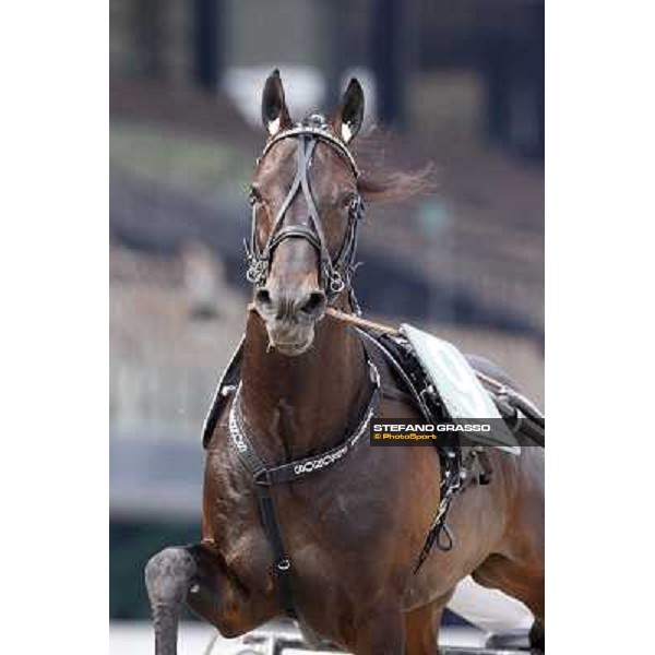 Nadir Kronos warming up before the Gran Premio d\'Europa Milan- San Siro racetrack, 25th april 2011 ph.Stefano Grasso