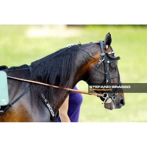 a close up for Nadir Kronos Milan- San Siro racetrack, 25th april 2011 ph.Stefano Grasso