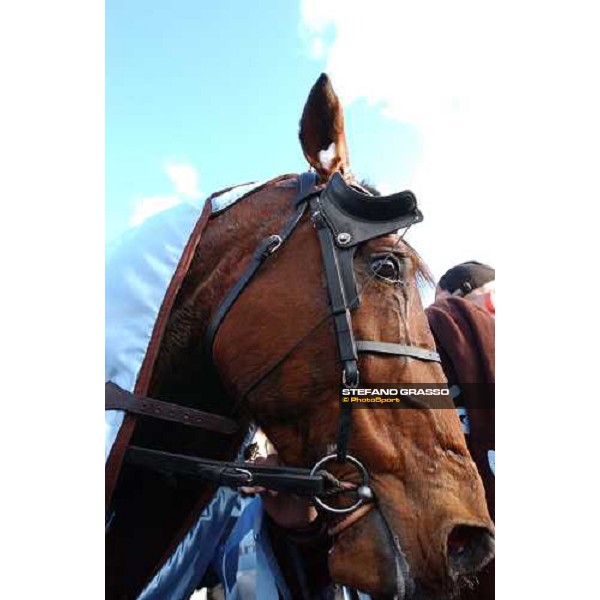 Paris Amerique 2004 close up for Kesaco Phedo the winner ph. Stefano Grasso