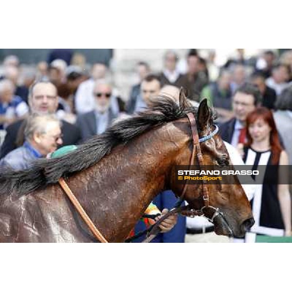 Sir Eagles after winning the Premio Certosa Milan- San Siro racetrack, 24th april 2011 ph.Stefano Grasso
