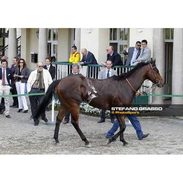 Sir Eagles after winning the Premio Certosa Milan- San Siro racetrack, 24th april 2011 ph.Stefano Grasso