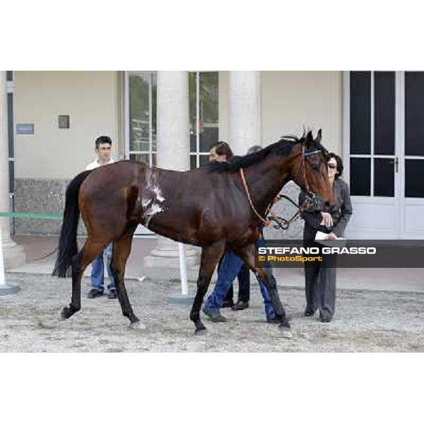 Sir Eagles after winning the Premio Certosa Milan- San Siro racetrack, 24th april 2011 ph.Stefano Grasso