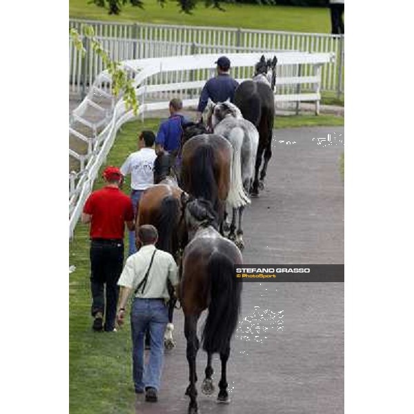 Horses away ! Cima de Pluie, Estejo, Voila Ici, Altair Star and Christian Love Milan- San Siro racetrack, 24th april 2011 ph.Stefano Grasso