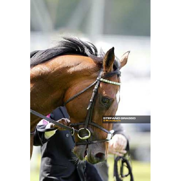 Frankel, Tom Queally up, wins the St James\'s Palace Stakes Royal Ascot - Tuesday, First day, june 14 2011 ph.Stefano Grasso