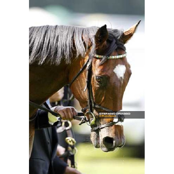 Frankel, Tom Queally up, wins the St James\'s Palace Stakes Royal Ascot - Tuesday, First day, june 14 2011 ph.Stefano Grasso