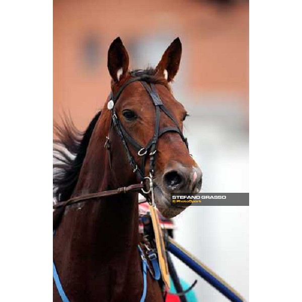 close-up for Daguet Rapide Turin, 16th october 2004 ph. Stefano Grasso