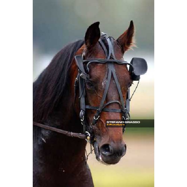 close up for Mage de la Meritè Turin, 16th october 2004 ph. Stefano Grasso