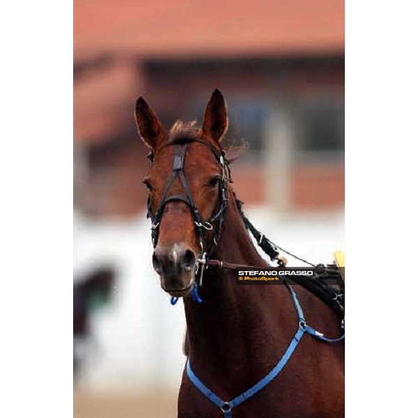 close-up for Daguet Rapide Turin, 16th october 2004 ph. Stefano Grasso