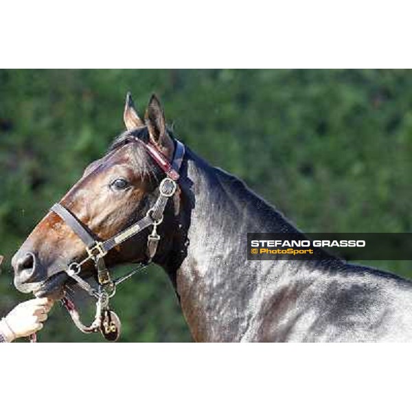Raise Wise As - Top Price at Euro 160.000 ITS Yearling trotting sale Busto Arsizio, 12th sept. 2011 ph.Stefano Grasso