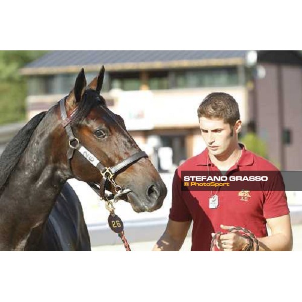 Raise Wise As - Top Price at Euro 160.000 ITS Yearling trotting sale Busto Arsizio, 12th sept. 2011 ph.Stefano Grasso