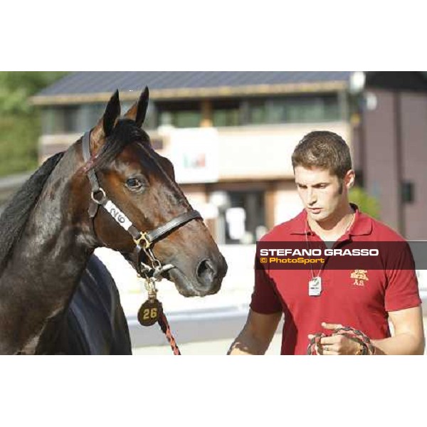 Raise Wise As - Top Price at Euro 160.000 ITS Yearling trotting sale Busto Arsizio, 12th sept. 2011 ph.Stefano Grasso
