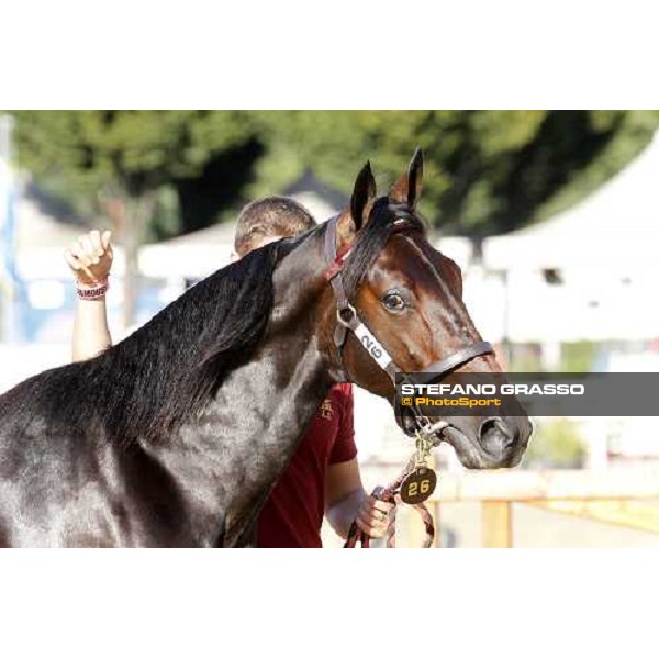 Raise Wise As - Top Price at Euro 160.000 ITS Yearling trotting sale Busto Arsizio, 12th sept. 2011 ph.Stefano Grasso