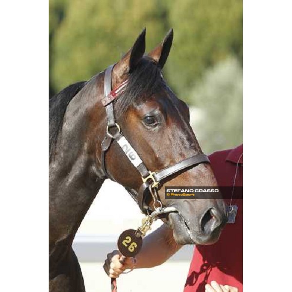 Raise Wise As - Top Price at Euro 160.000 ITS Yearling trotting sale Busto Arsizio, 12th sept. 2011 ph.Stefano Grasso