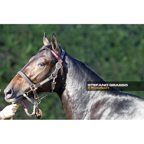 Raise Wise As - Top Price at Euro 160.000 ITS Yearling trotting sale Busto Arsizio, 12th sept. 2011 ph.Stefano Grasso