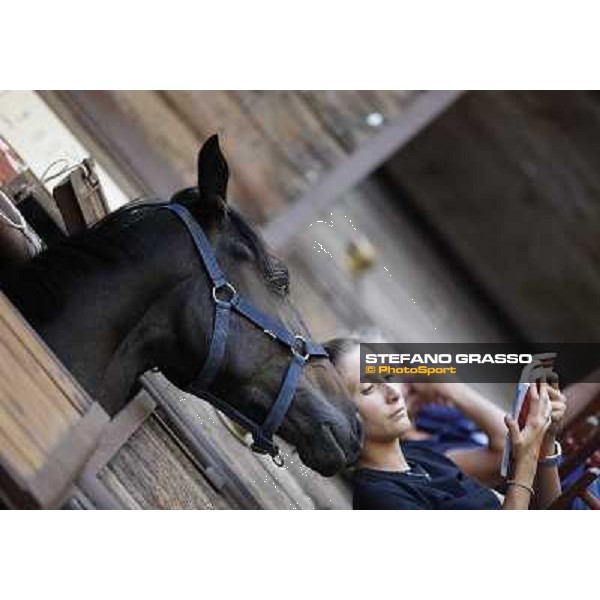 SGA - Selected Yearling sale Settimo Milanese (MI), 15th sept. 2011 ph.Stefano Grasso