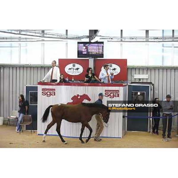 SGA - Selected Yearling sales n.78 Dubawi and Windy Britain - sold at Euro 210.000 Settimo Milanese (MI), 16th sept.2011 ph.Stefano Grasso
