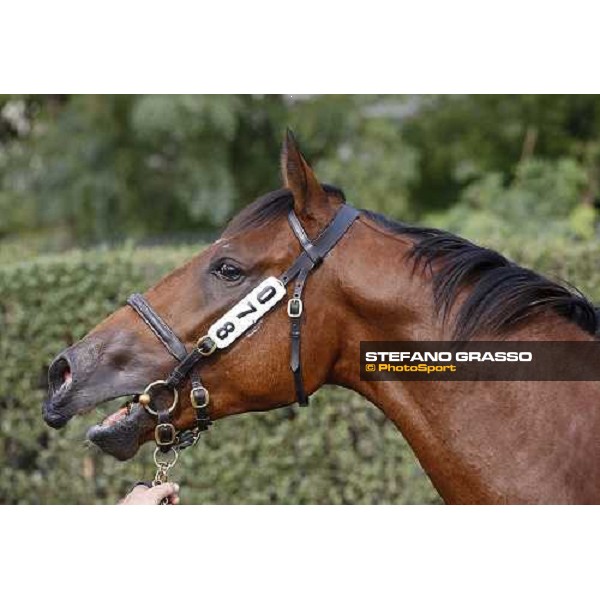 SGA - Selected Yearling sales n.78 Dubawi and Windy Britain - sold at Euro 210.000 Settimo Milanese (MI), 16th sept.2011 ph.Stefano Grasso