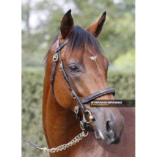 SGA - Selected Yearling sales n.78 Dubawi and Windy Britain - sold at Euro 210.000 Settimo Milanese (MI), 16th sept.2011 ph.Stefano Grasso