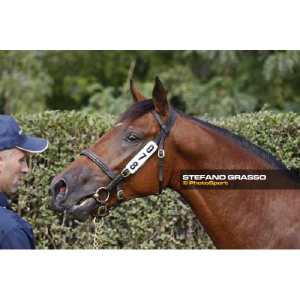 SGA - Selected Yearling sales n.78 Dubawi and Windy Britain - sold at Euro 210.000 Settimo Milanese (MI), 16th sept.2011 ph.Stefano Grasso