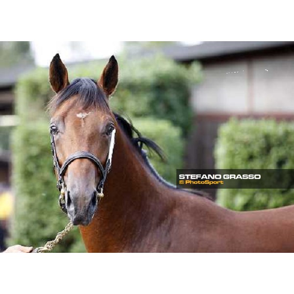 SGA - Selected Yearling sales n.78 Dubawi and Windy Britain - sold at Euro 210.000 Settimo Milanese (MI), 16th sept.2011 ph.Stefano Grasso