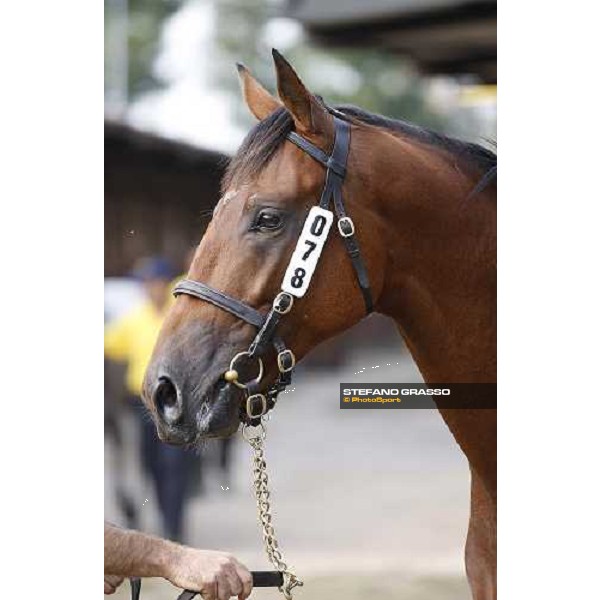 SGA - Selected Yearling sales n.78 Dubawi and Windy Britain - sold at Euro 210.000 Settimo Milanese (MI), 16th sept.2011 ph.Stefano Grasso