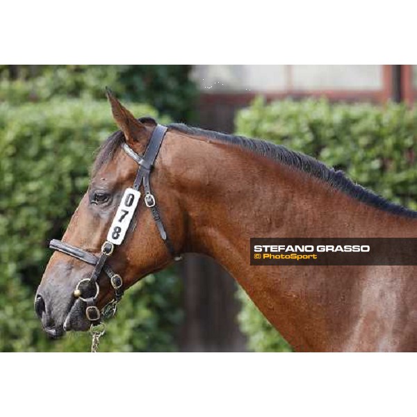 SGA - Selected Yearling sales n.78 Dubawi and Windy Britain - sold at Euro 210.000 Settimo Milanese (MI), 16th sept.2011 ph.Stefano Grasso
