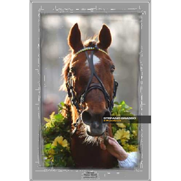Ourasi - Four times winner Gran Prix D\'Amerique Paris- Hippodrome de Vincennes ph. Stefano Grasso