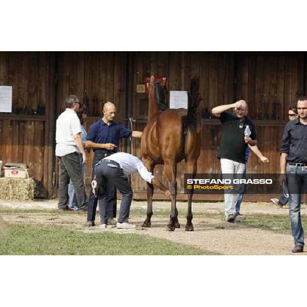 Moments and Emotions at SGA Selected Yearling Sale Settimo Milanese (MI), 16-17th sept.2011 ph.Stefano Grasso