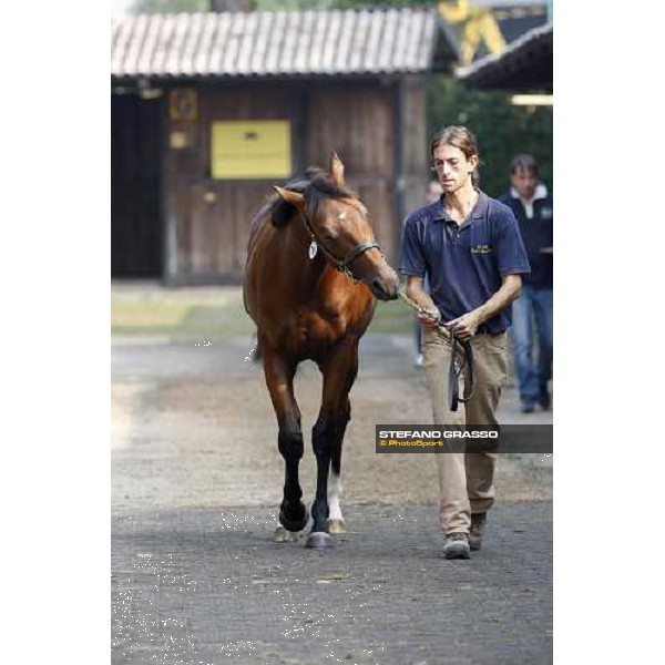 Moments and Emotions at SGA Selected Yearling Sale - The Top Price - n.78 Dubawi and Windy Britain - sold at Euro 210.000 Settimo Milanese (MI), 16-17th sept.2011 ph.Stefano Grasso