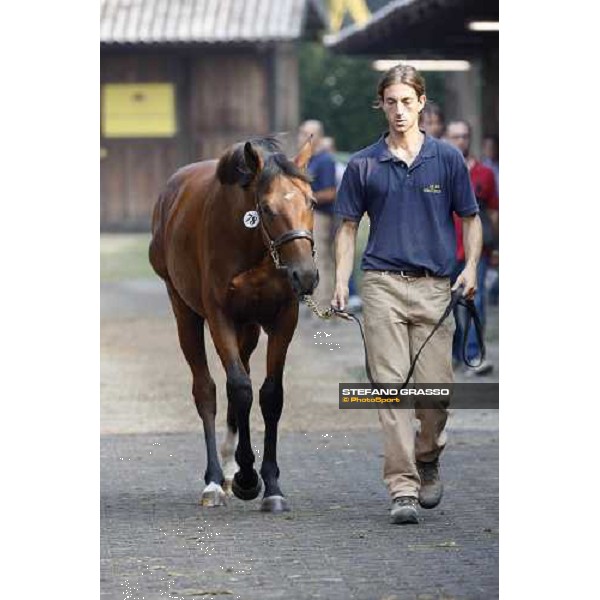 Moments and Emotions at SGA Selected Yearling Sale - The Top Price - n.78 Dubawi and Windy Britain - sold at Euro 210.000 Settimo Milanese (MI), 16-17th sept.2011 ph.Stefano Grasso