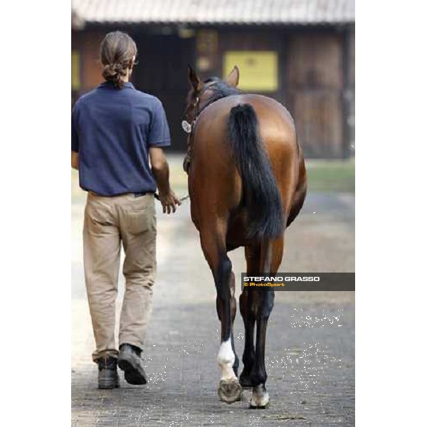 Moments and Emotions at SGA Selected Yearling Sale - The Top Price - n.78 Dubawi and Windy Britain - sold at Euro 210.000 Settimo Milanese (MI), 16-17th sept.2011 ph.Stefano Grasso