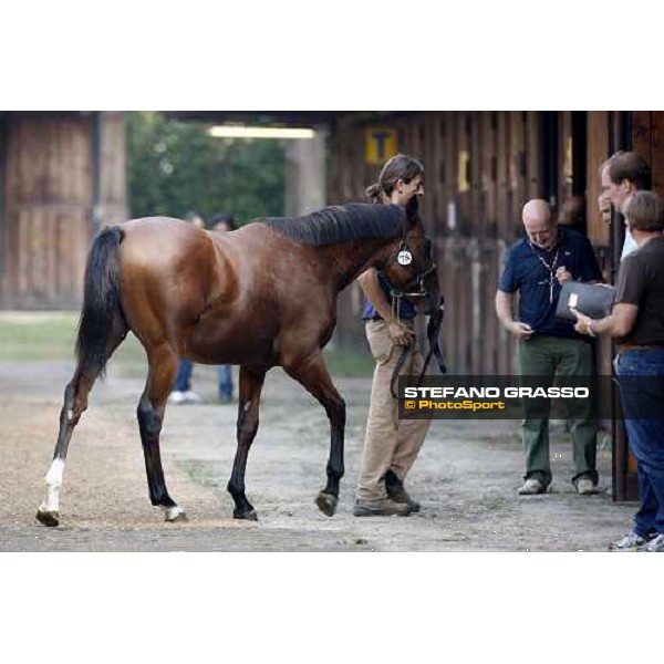 Moments and Emotions at SGA Selected Yearling Sale - The Top Price - n.78 Dubawi and Windy Britain - sold at Euro 210.000 Settimo Milanese (MI), 16-17th sept.2011 ph.Stefano Grasso