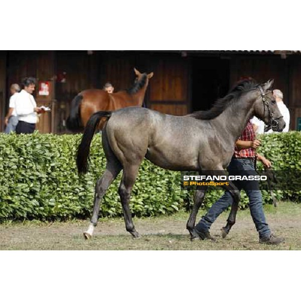 Moments and Emotions at SGA Selected Yearling Sale - Settimo Milanese (MI), 16-17th sept.2011 ph.Stefano Grasso