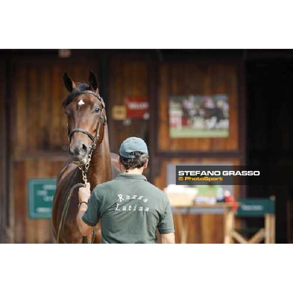 Moments and Emotions at SGA Selected Yearling Sale Settimo Milanese (MI), 16-17th sept.2011 ph.Stefano Grasso