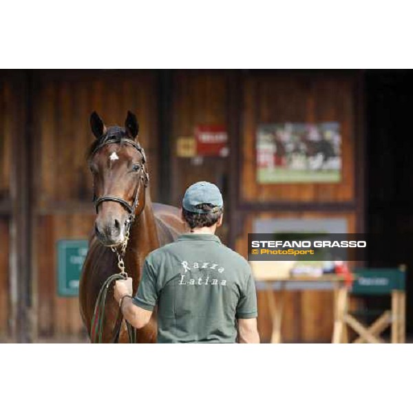 Moments and Emotions at SGA Selected Yearling Sale Settimo Milanese (MI), 16-17th sept.2011 ph.Stefano Grasso