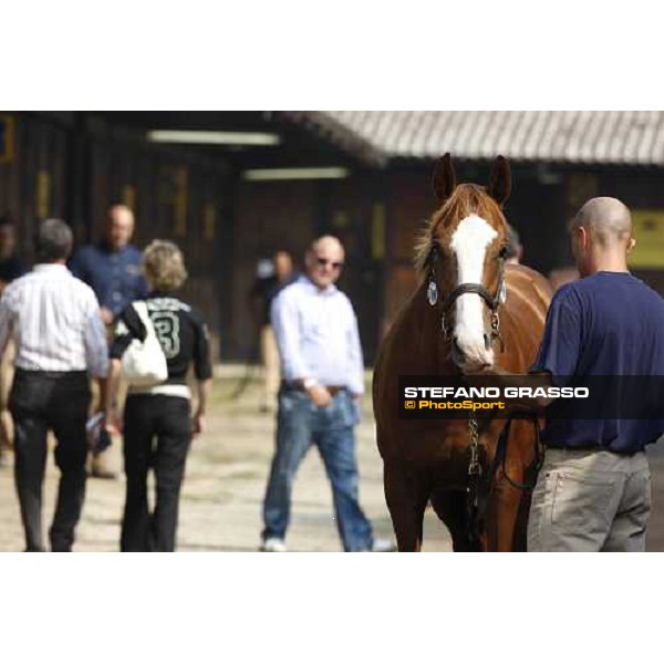 Moments and Emotions at SGA Selected Yearling Sale Settimo Milanese (MI), 16-17th sept.2011 ph.Stefano Grasso