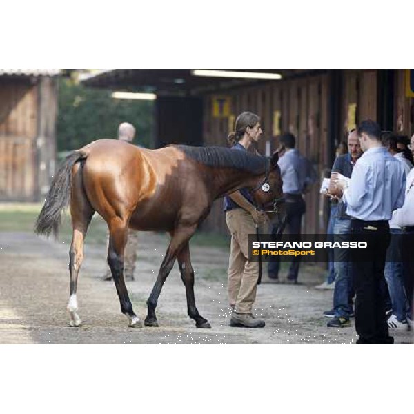 Moments and Emotions at SGA Selected Yearling Sale - n.78 Dubawi and Windy Britain - sold at Euro 210.000 Settimo Milanese (MI), 16-17th sept.2011 ph.Stefano Grasso