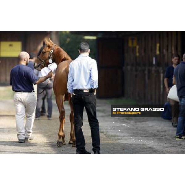 Moments and Emotions at SGA Selected Yearling Sale - Marco Botti Settimo Milanese (MI), 16-17th sept.2011 ph.Stefano Grasso