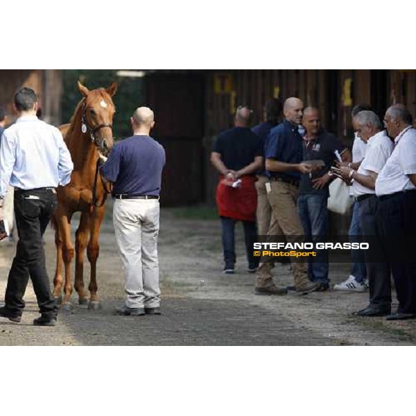 Moments and Emotions at SGA Selected Yearling Sale - Marco Botti Settimo Milanese (MI), 16-17th sept.2011 ph.Stefano Grasso