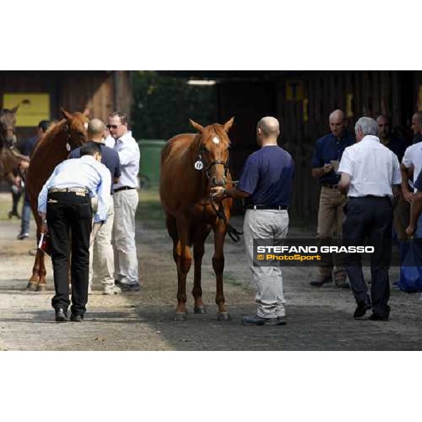 Moments and Emotions at SGA Selected Yearling Sale - Marco and Alduino Botti Settimo Milanese (MI), 16-17th sept.2011 ph.Stefano Grasso