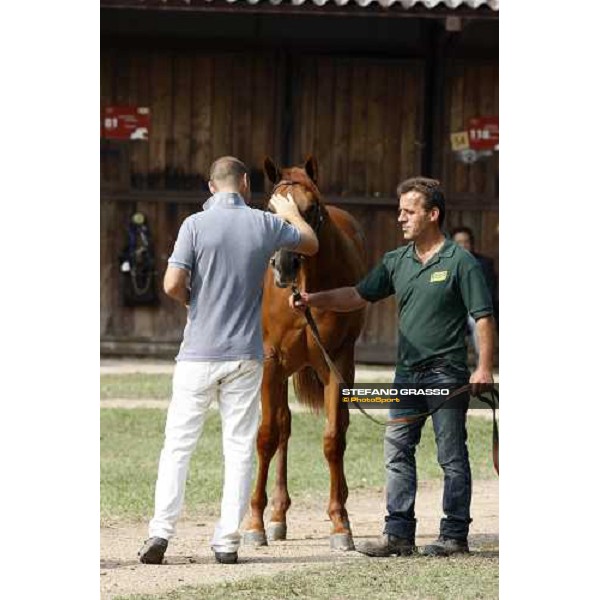 Moments and Emotions at SGA Selected Yearling Sale Settimo Milanese (MI), 16-17th sept.2011 ph.Stefano Grasso