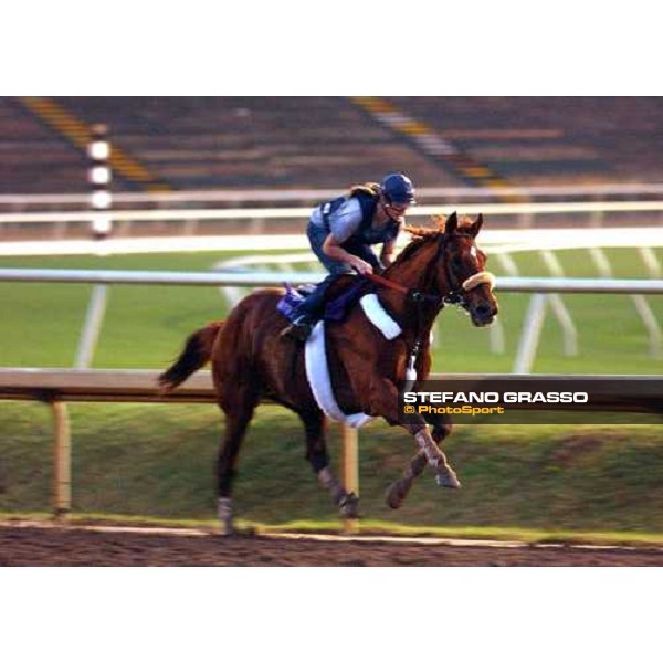 Bowmans Band runner of Breeders\' Cup Classic during morning works Dallas, Gran Prairie racetrack 26th october 2004 ph. Stefano Grasso