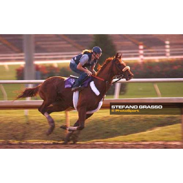 Bowman\'s Band runner of Breeders\' Cup Classic during morning works Dallas, Gran Prairie racetrack 26th october 2004 ph. Stefano Grasso