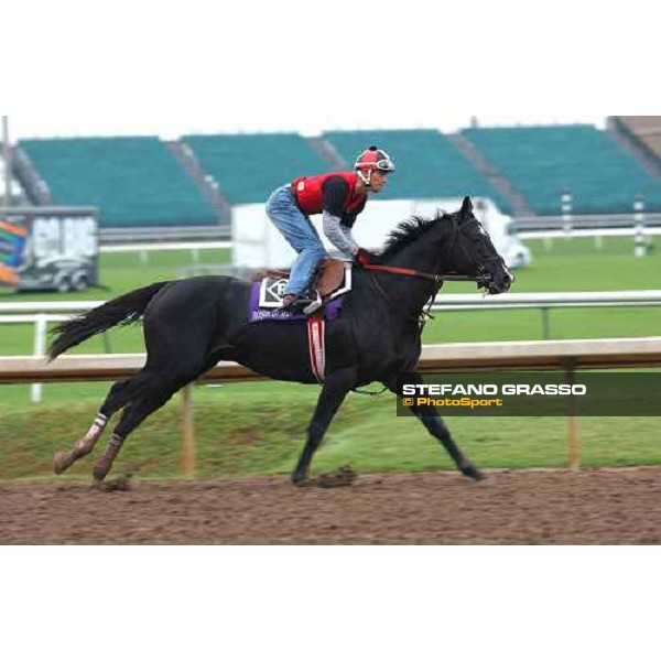 Roses in May runner of Breeders\' Cup Classic during morning works Dallas, Gran Prairie racetrack 26th october 2004 ph. Stefano Grasso