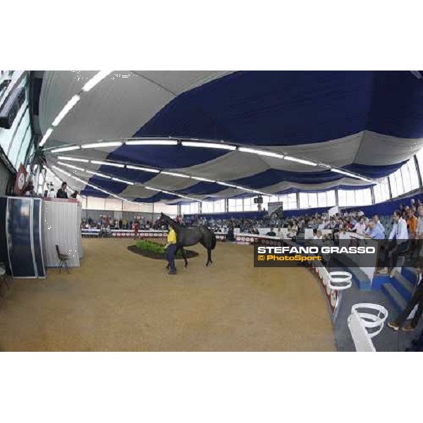 Moments and Emotions at SGA Selected Yearling Sale - Settimo Milanese (MI), 16-17th sept.2011 ph.Stefano Grasso