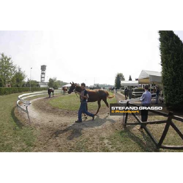 Moments and Emotions at SGA Selected Yearling Sale - Settimo Milanese (MI), 16-17th sept.2011 ph.Stefano Grasso