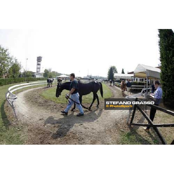 Moments and Emotions at SGA Selected Yearling Sale - Settimo Milanese (MI), 16-17th sept.2011 ph.Stefano Grasso