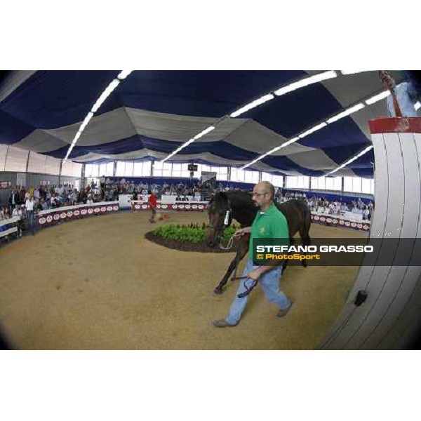 Moments and Emotions at SGA Selected Yearling Sale - Settimo Milanese (MI), 16-17th sept.2011 ph.Stefano Grasso
