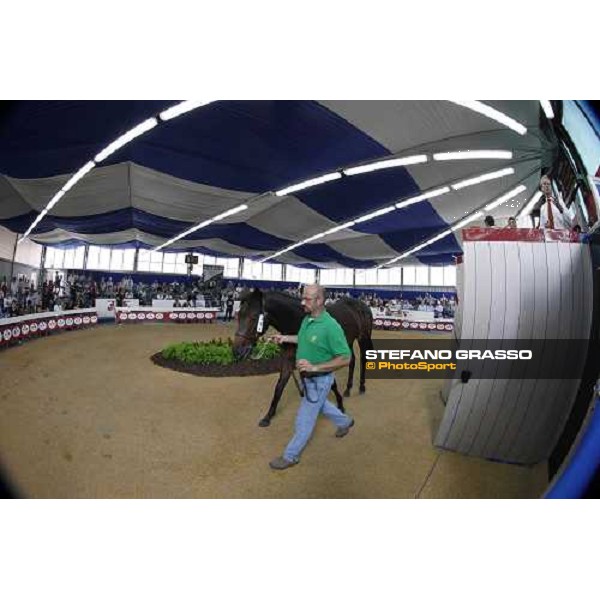 Moments and Emotions at SGA Selected Yearling Sale - Settimo Milanese (MI), 16-17th sept.2011 ph.Stefano Grasso